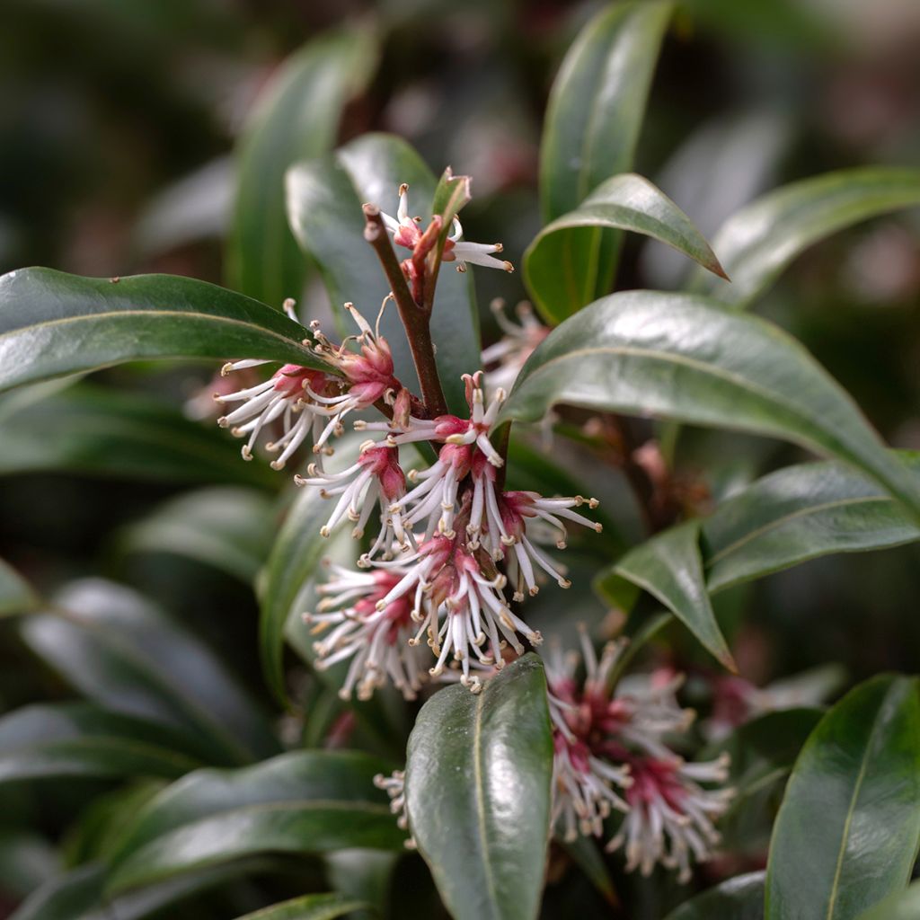 Sarcococca nain