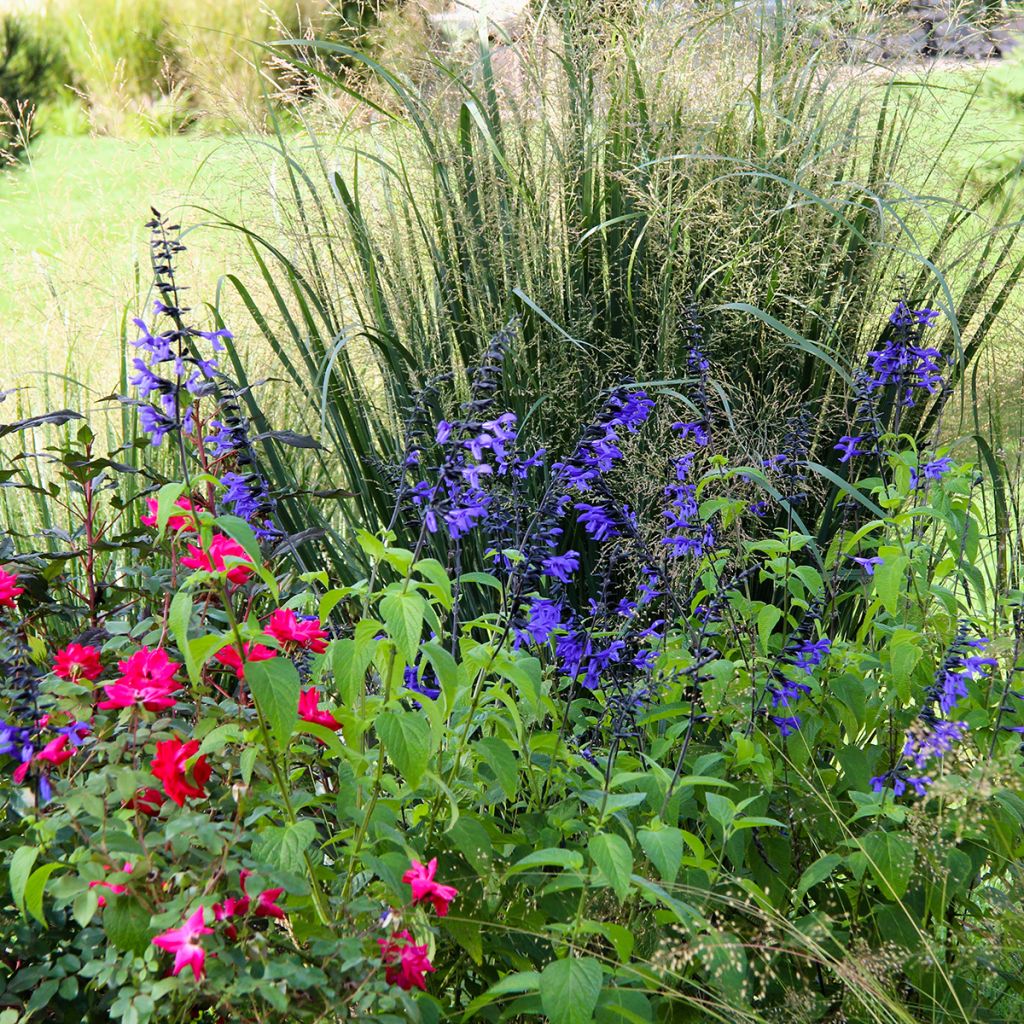 Sauge arbustive bleue