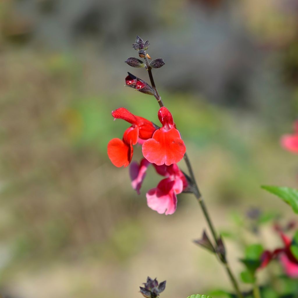 Sauge arbustive rouge