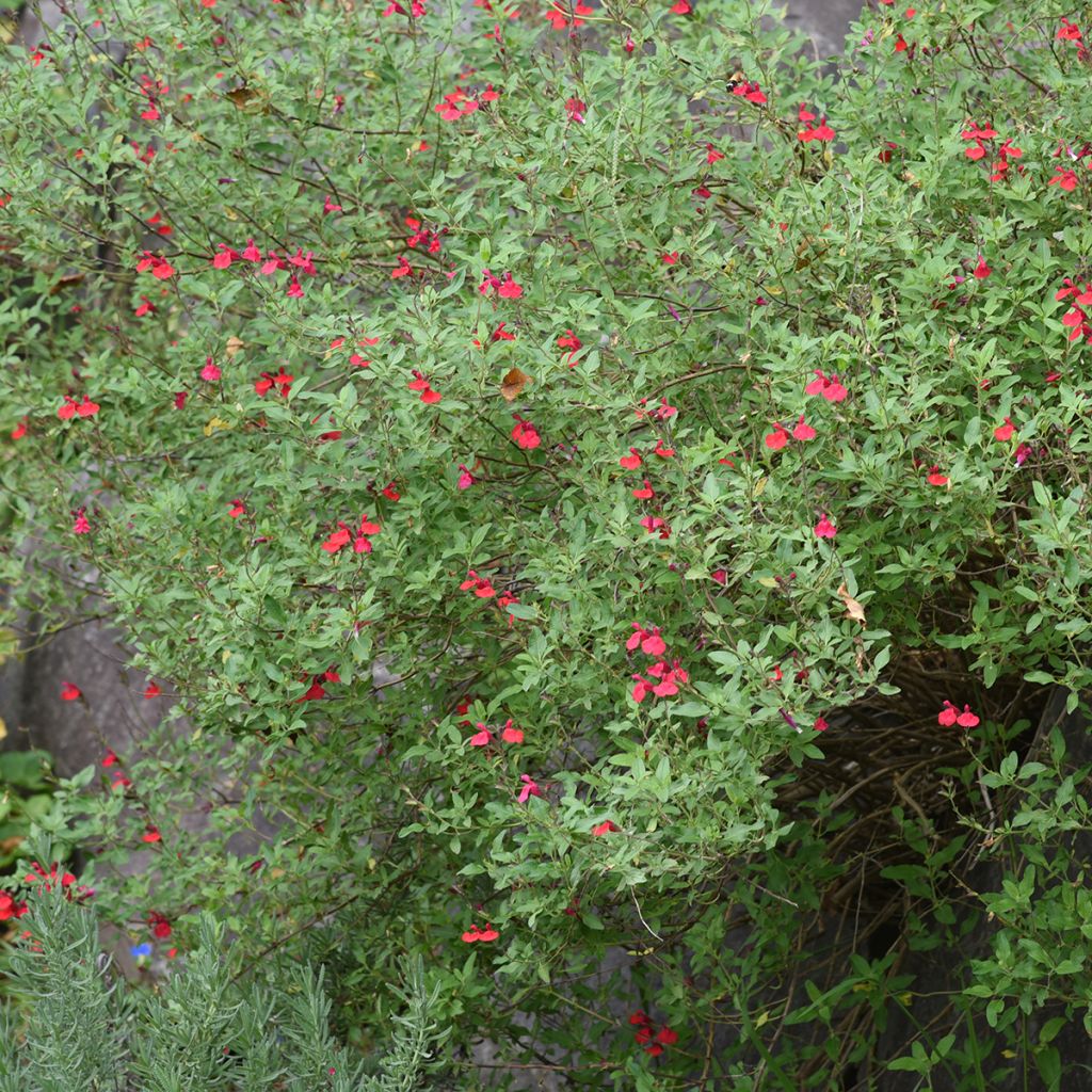 Sauge arbustive rouge