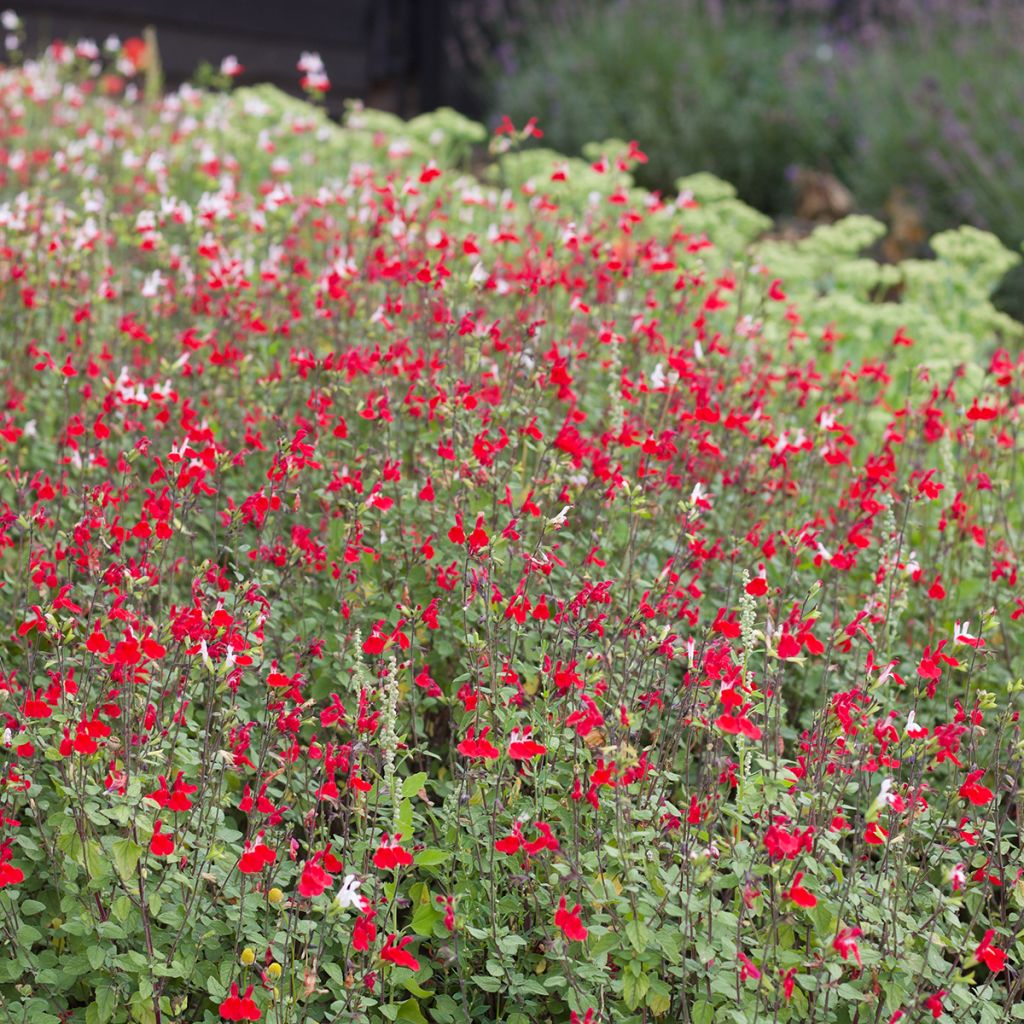 Sauge arbustive rouge