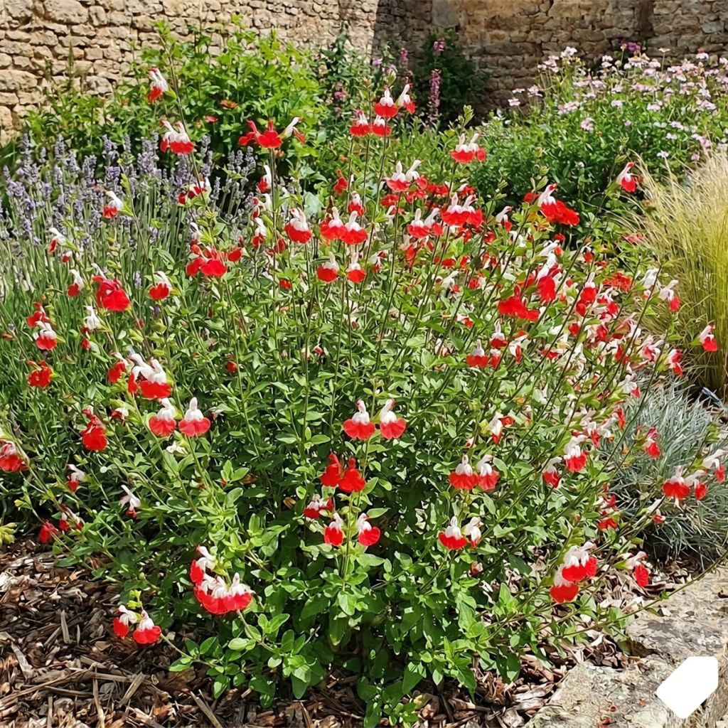 Sauge arbustive rouge et blanche