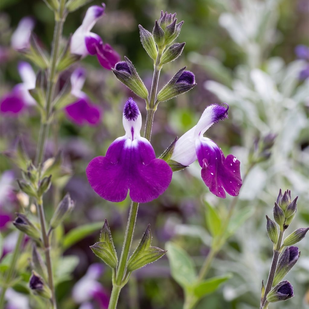 Sauge arbustive violette et blanche