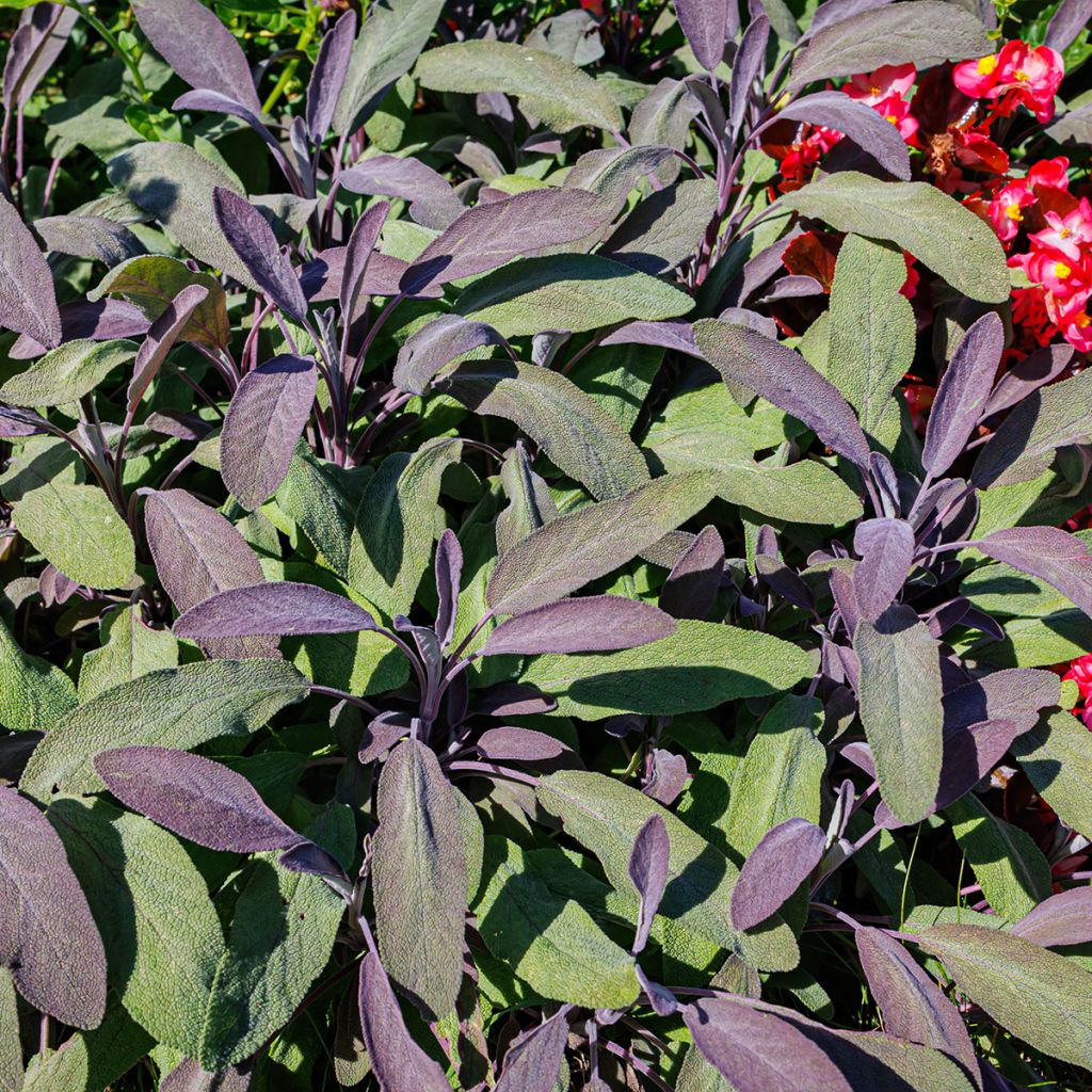 Sauge officinale pourpre