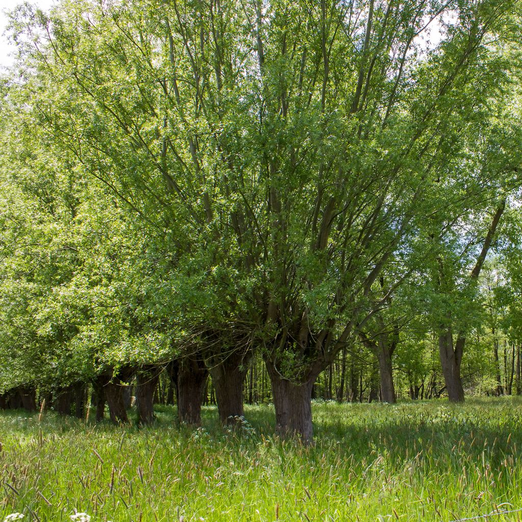 Saule