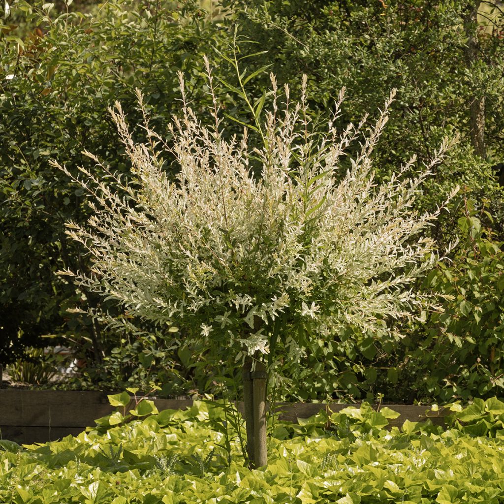 Saule crevette