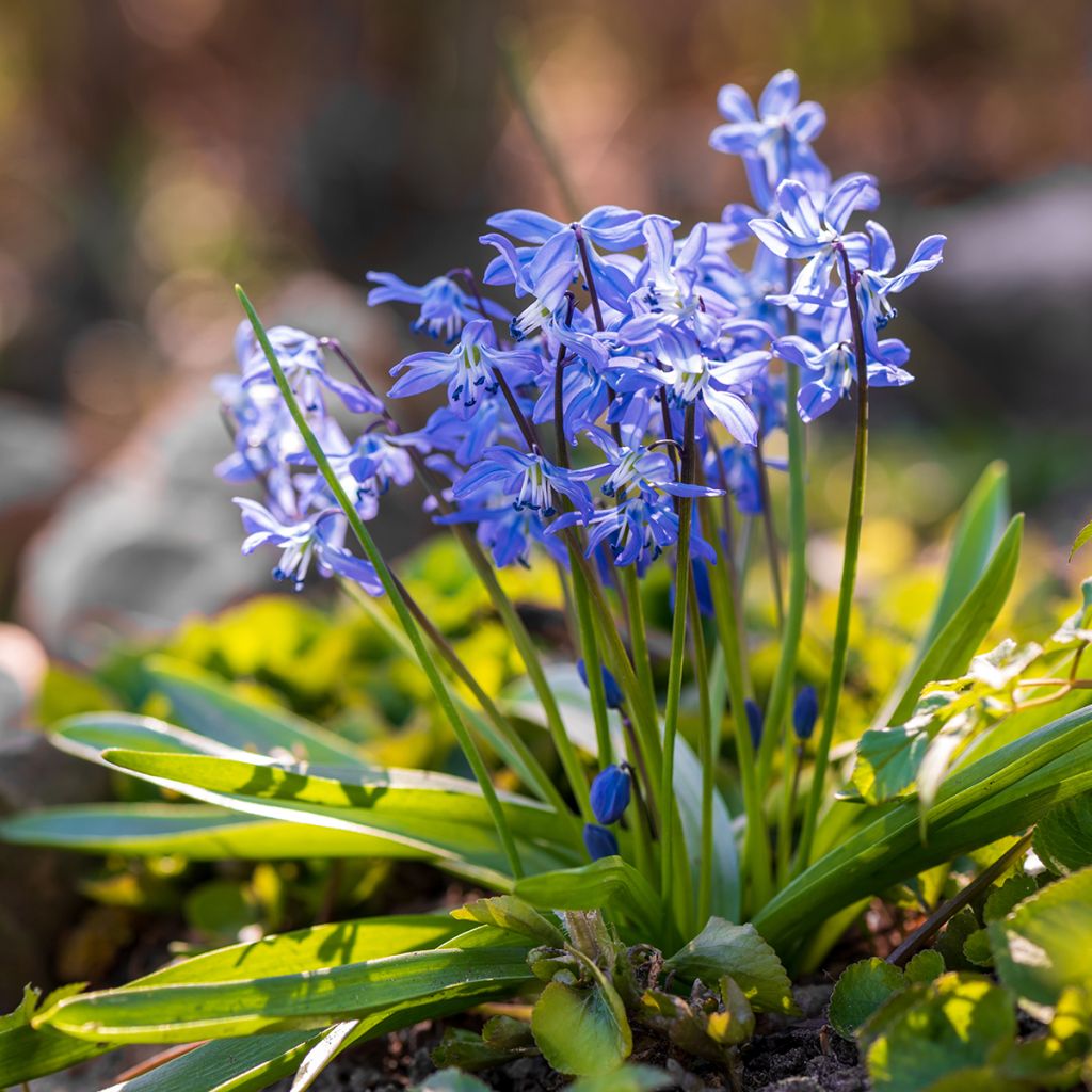 Scille de Sibérie bleue