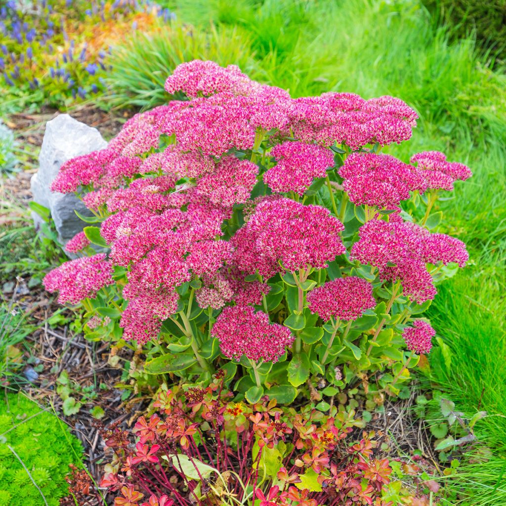 Sédum Orpin d'automne rose
