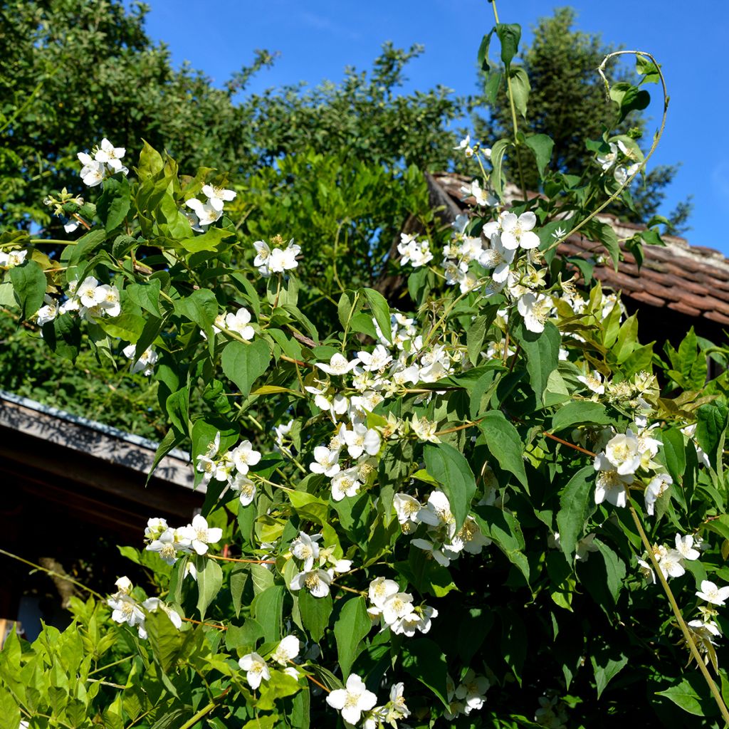 Seringat des jardins