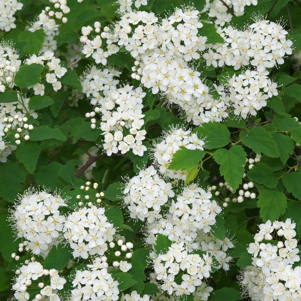 Spirée blanche