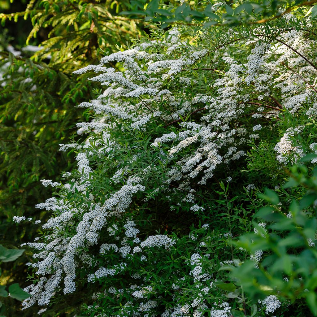 Spirée japonaise blanche