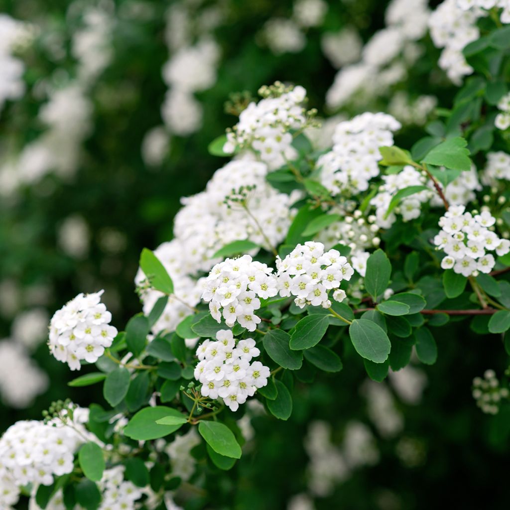 Spirée japonaise blanche