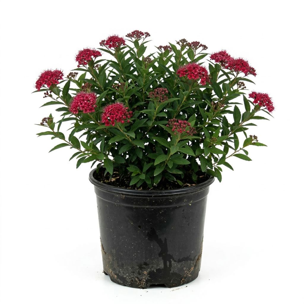 Spirée japonaise rose