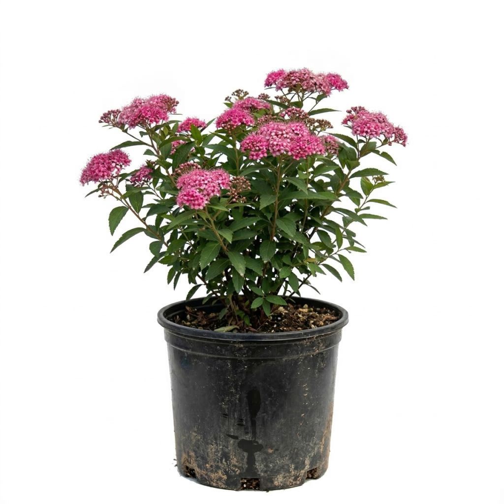 Spirée rose carmin