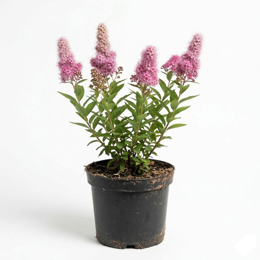 Spirée rose vif