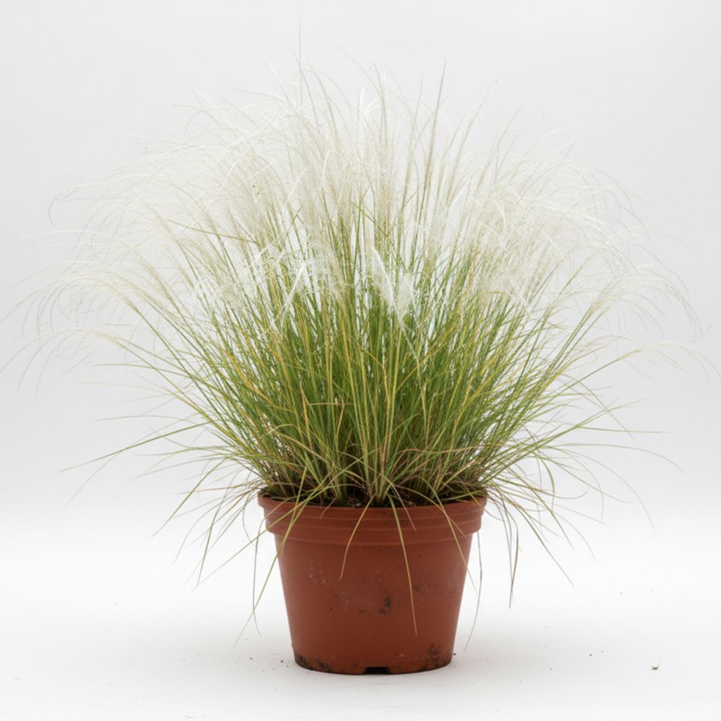 Stipa blanc