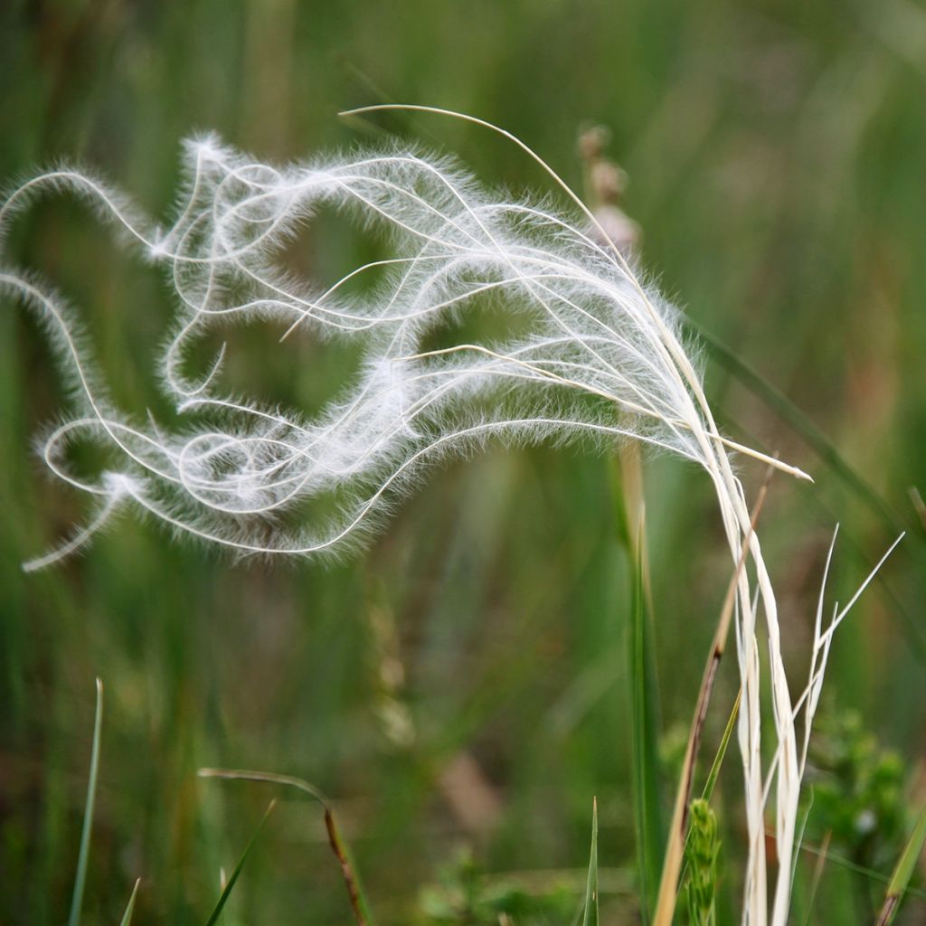 Stipa blanc
