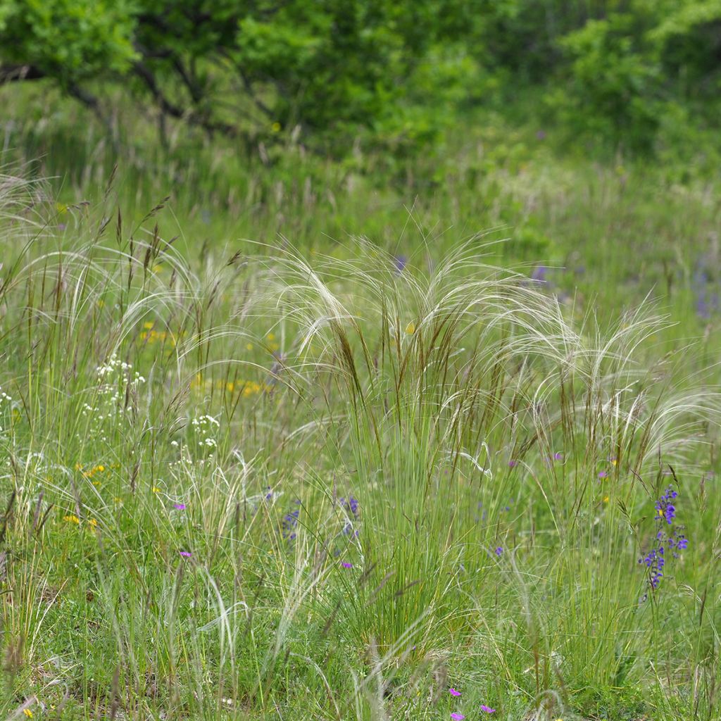 Stipa blanc