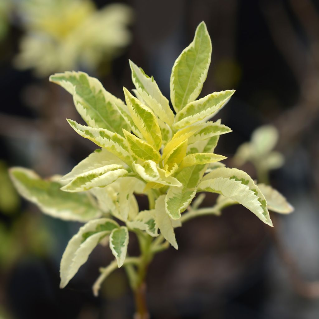 Sureau noir panaché