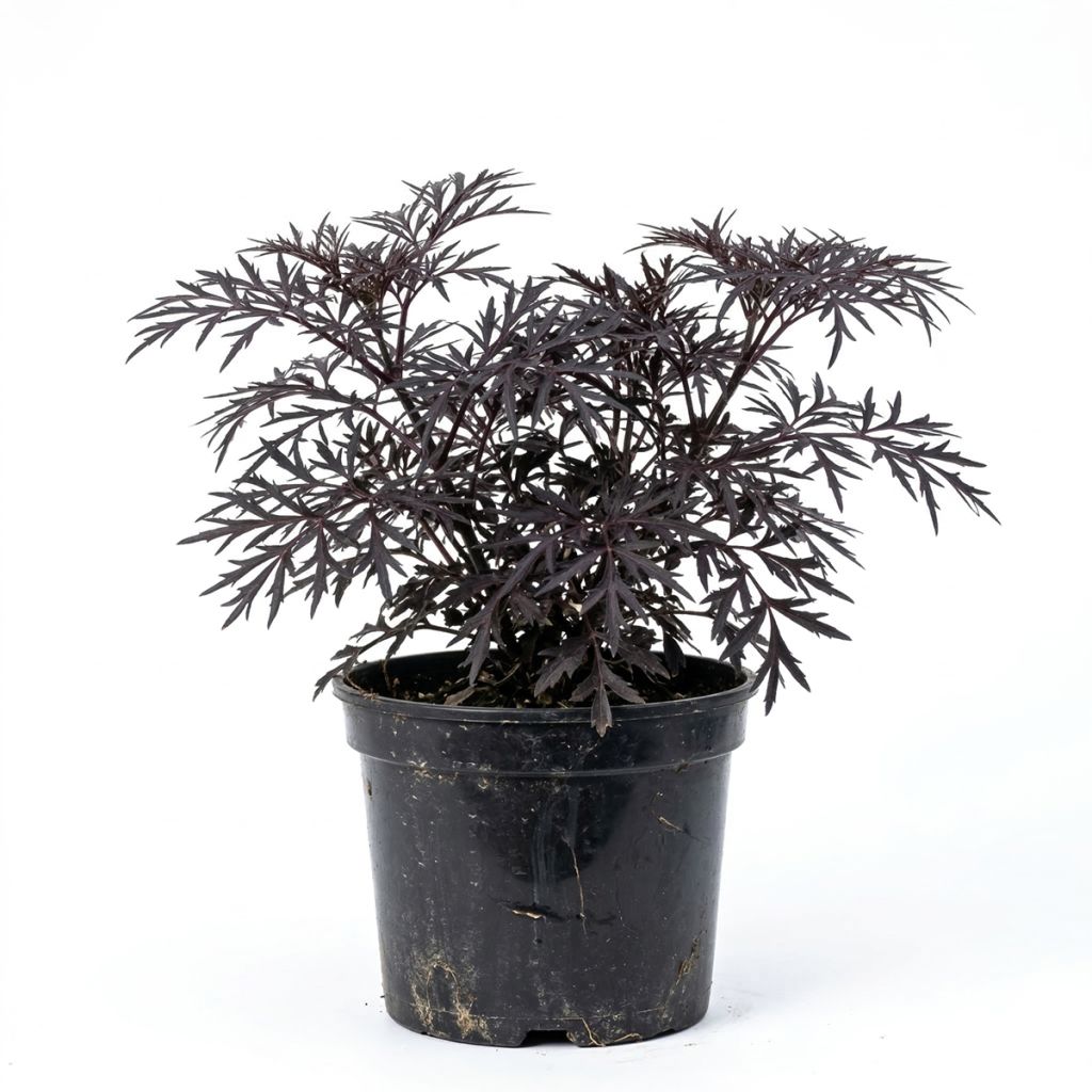 Sureau noir pourpre