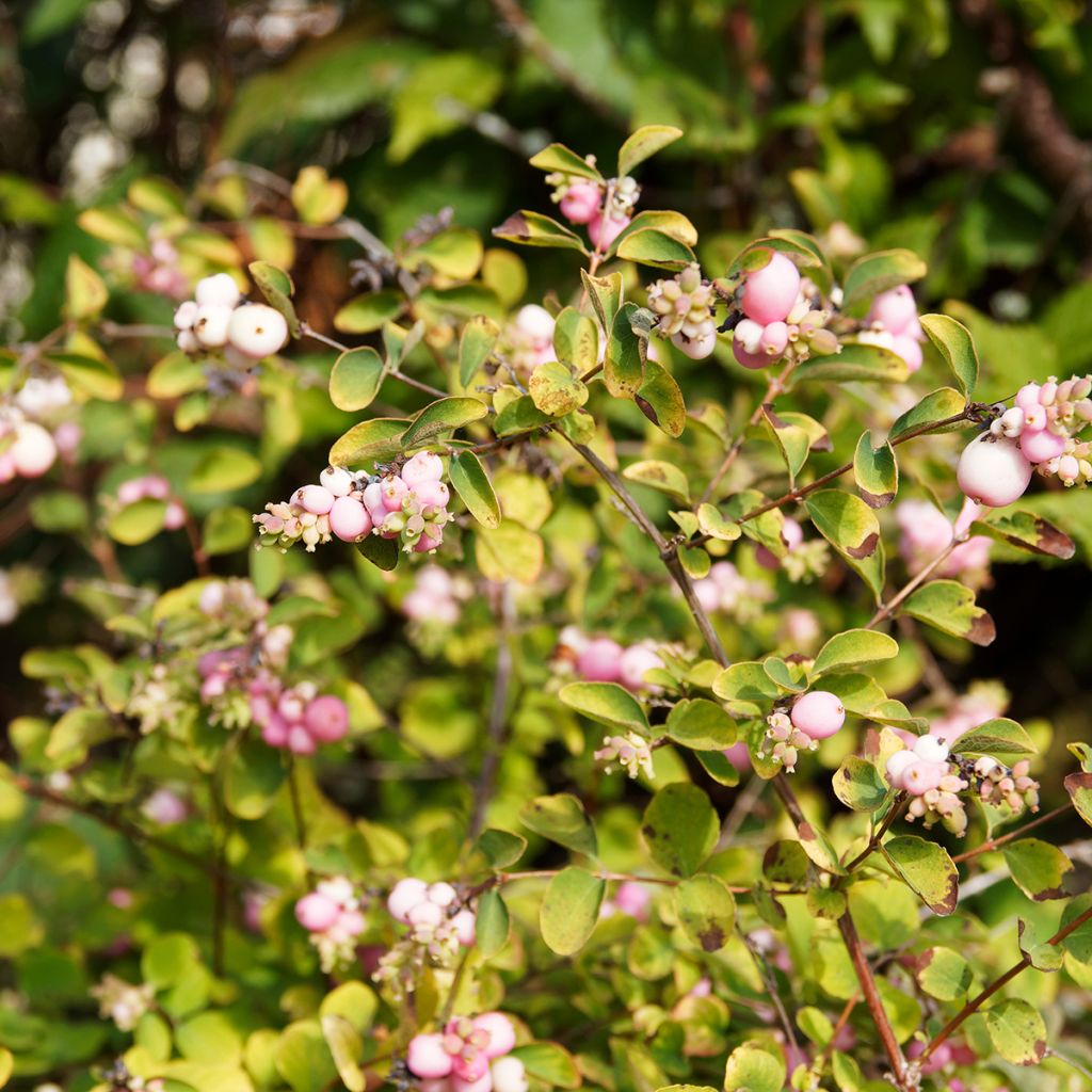 Symphorine rose pâle, baies blanc nacré