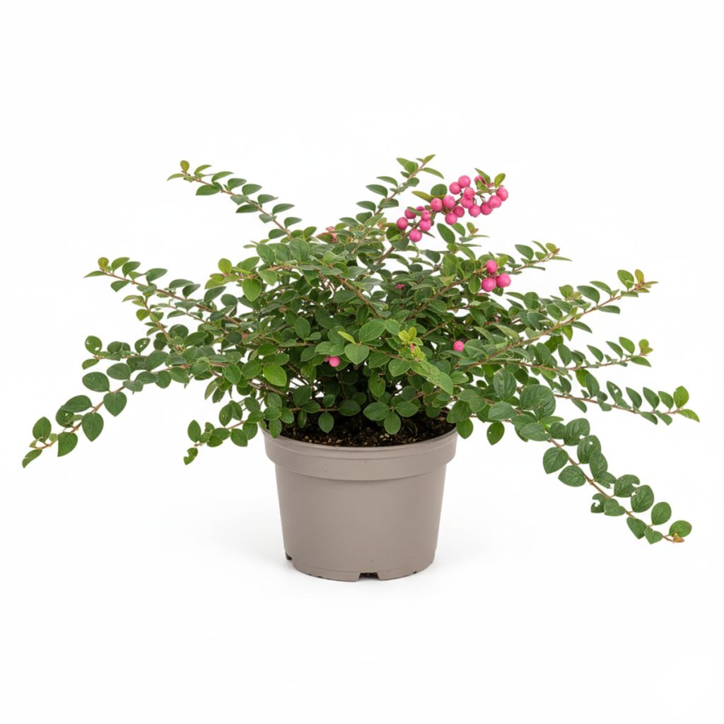 Symphorine  rose pâle, baies rose vif