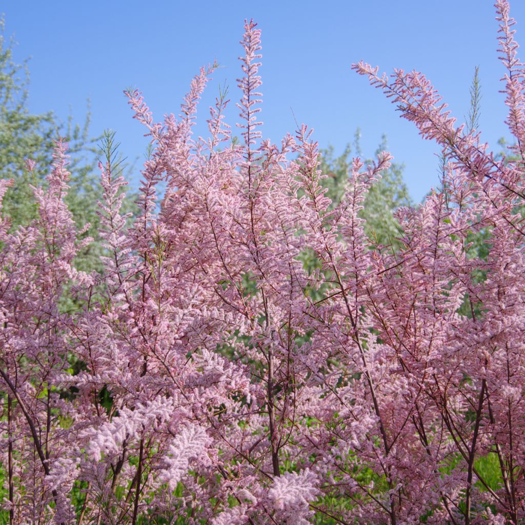 Tamaris d'été