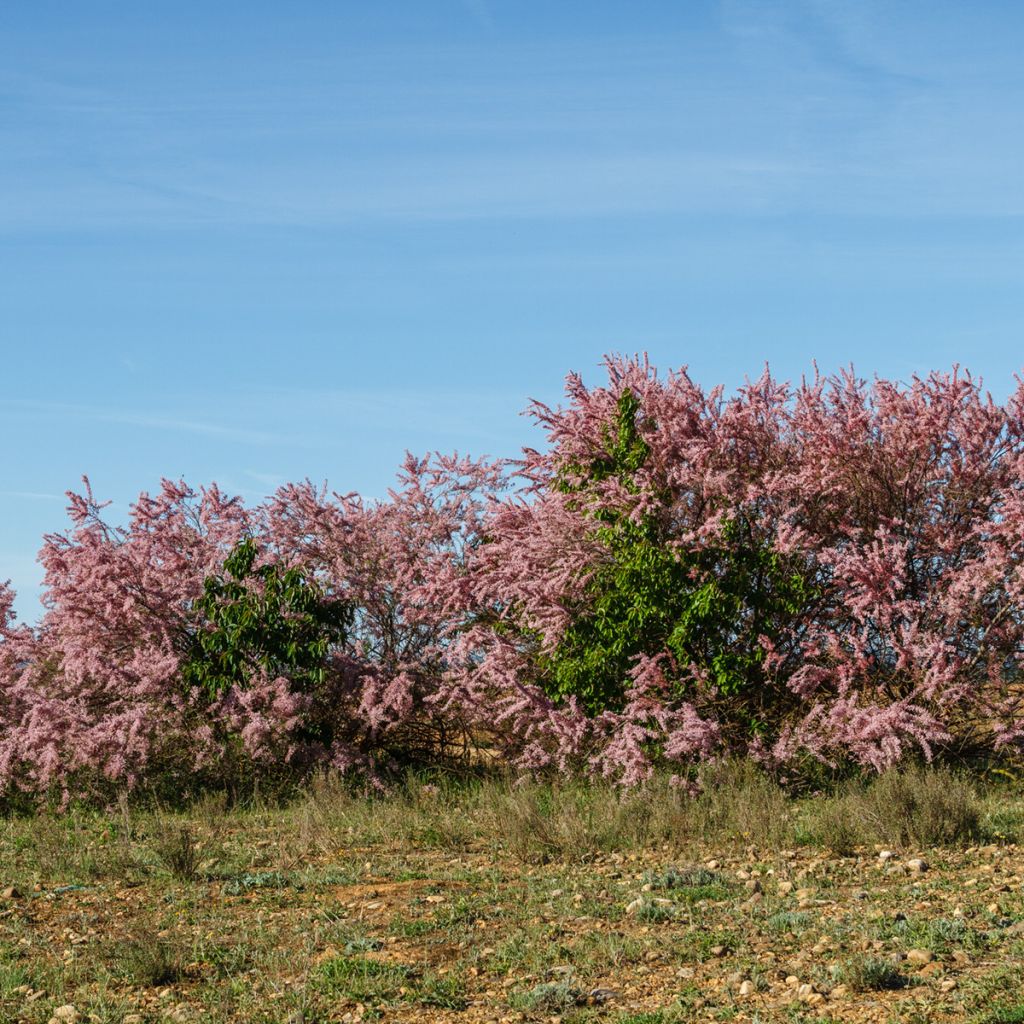 Tamaris d'été