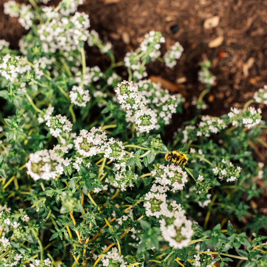 Thym blanc