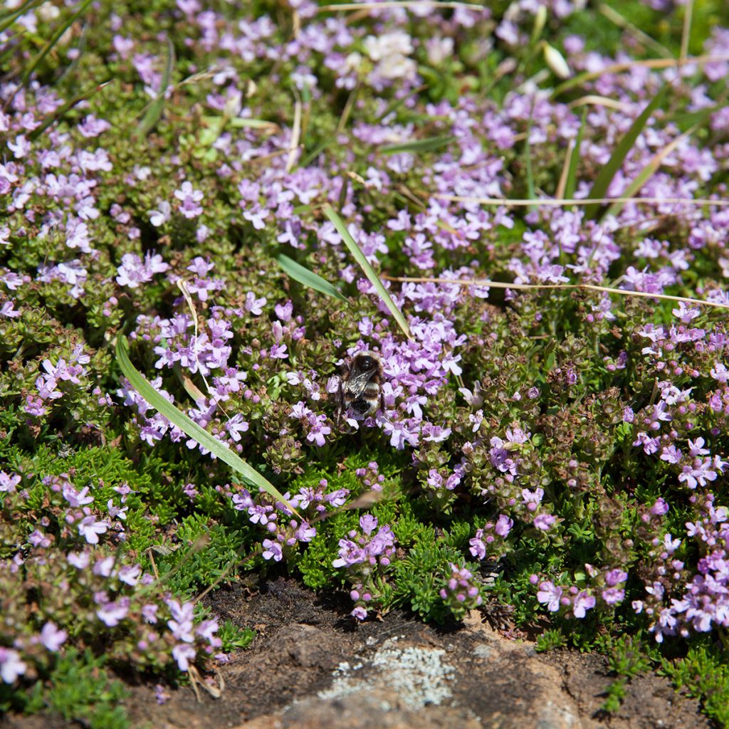 Thym rose
