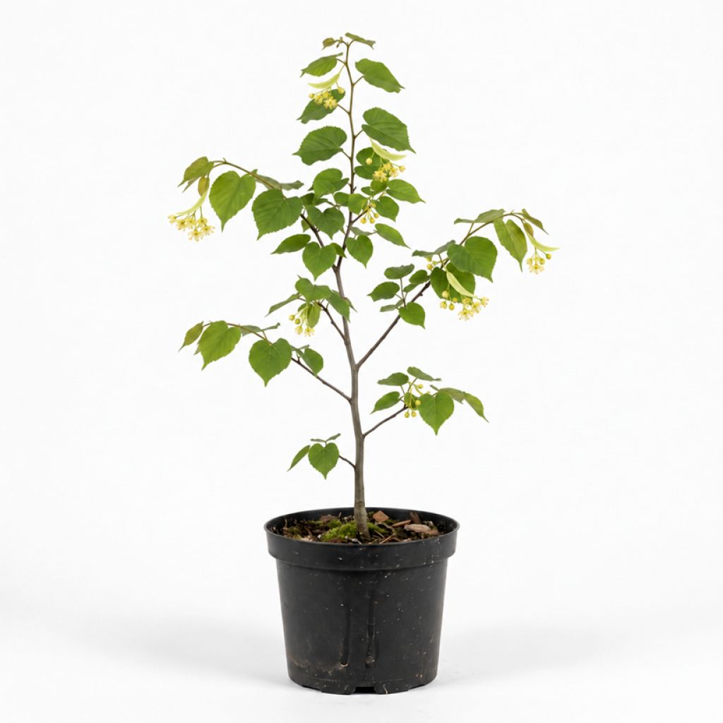 Tilleul à petites feuilles