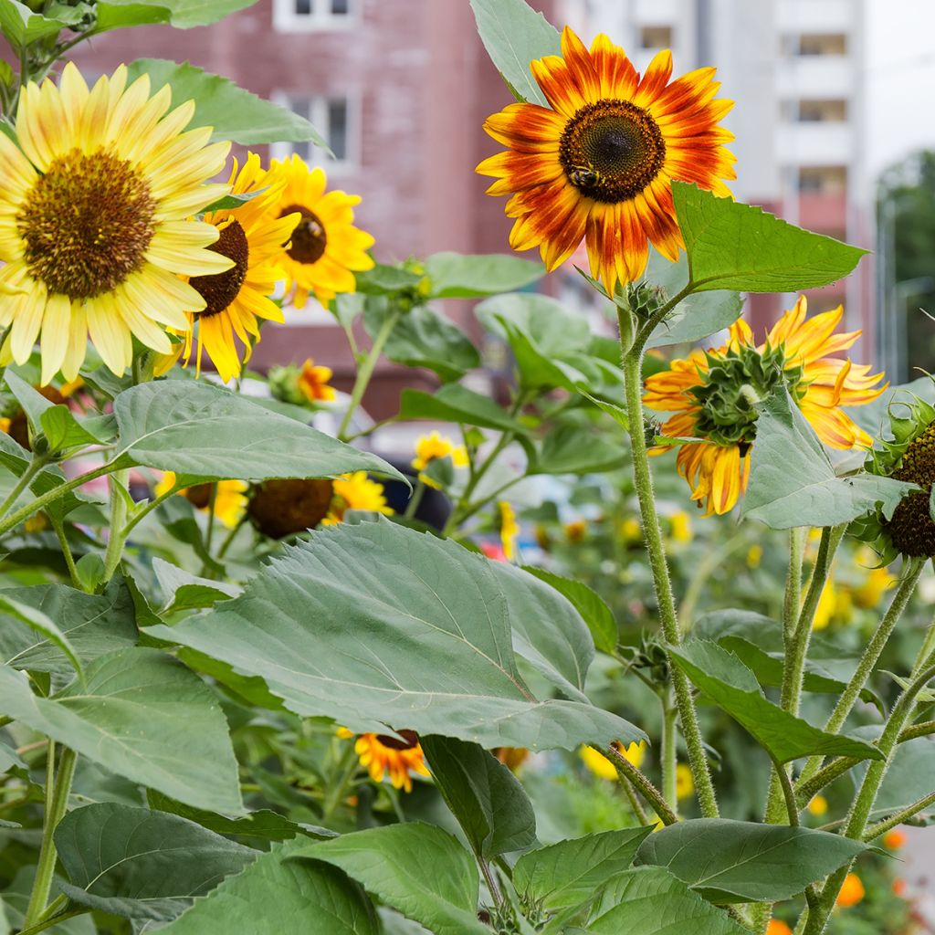 Tournesols