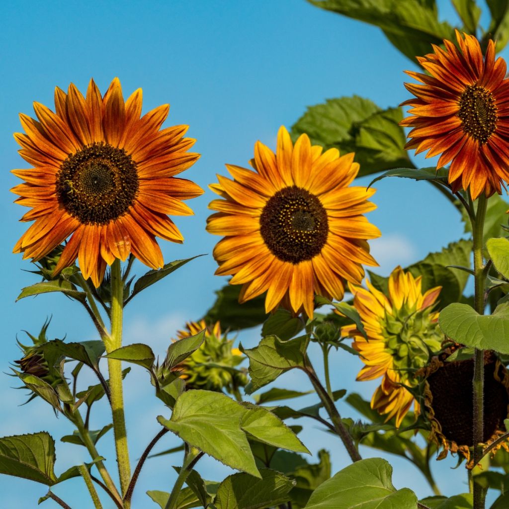 Tournesols