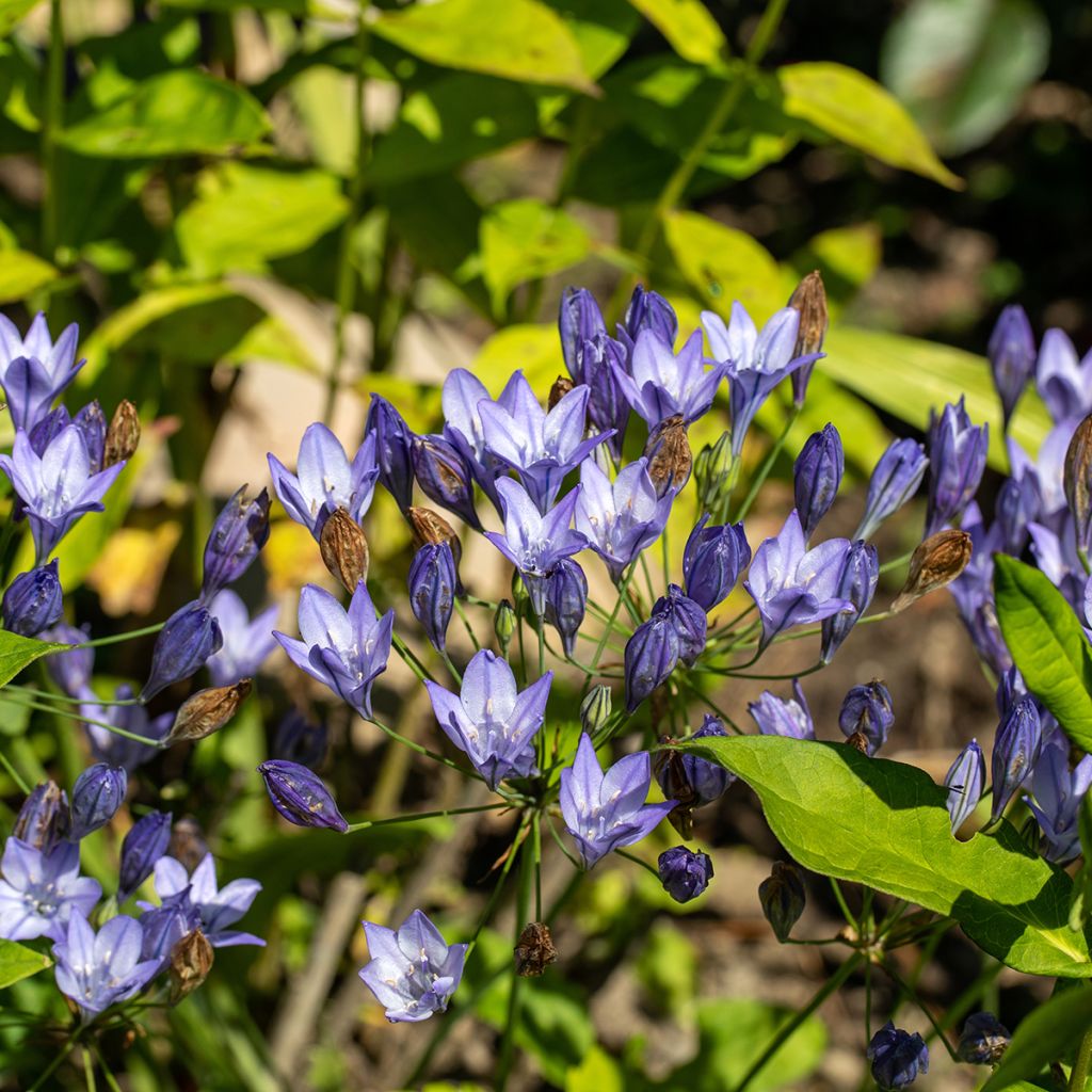 Triteleia