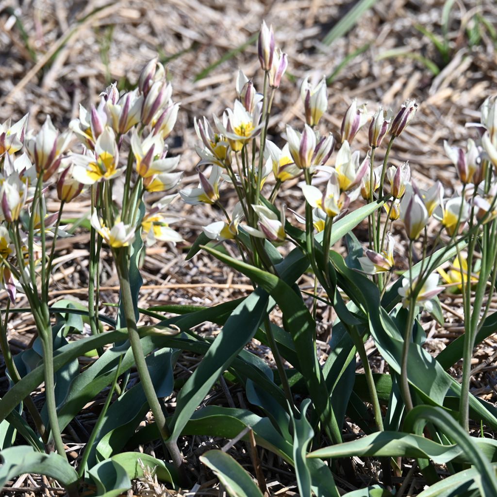 Tulipe du Turkestan