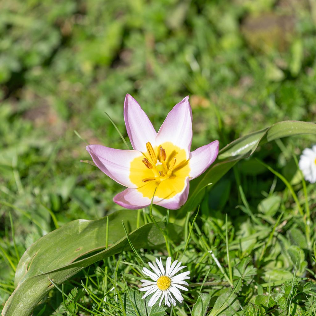 Tulipe de Crète