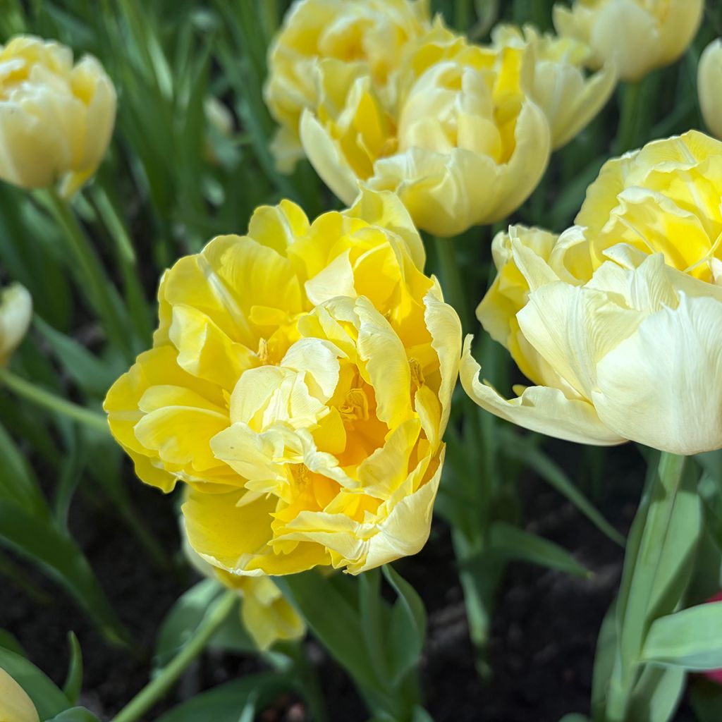 Tulipe double jaune