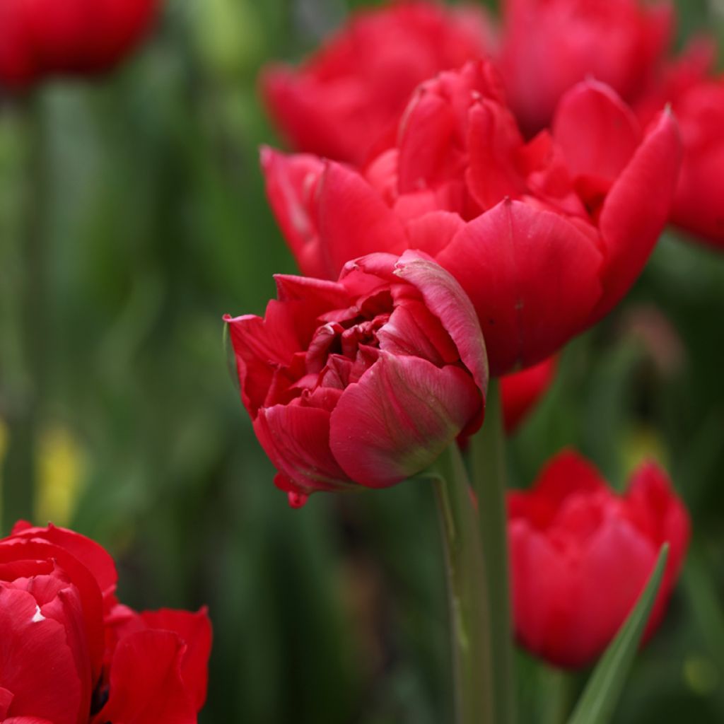 Tulipe double rouge