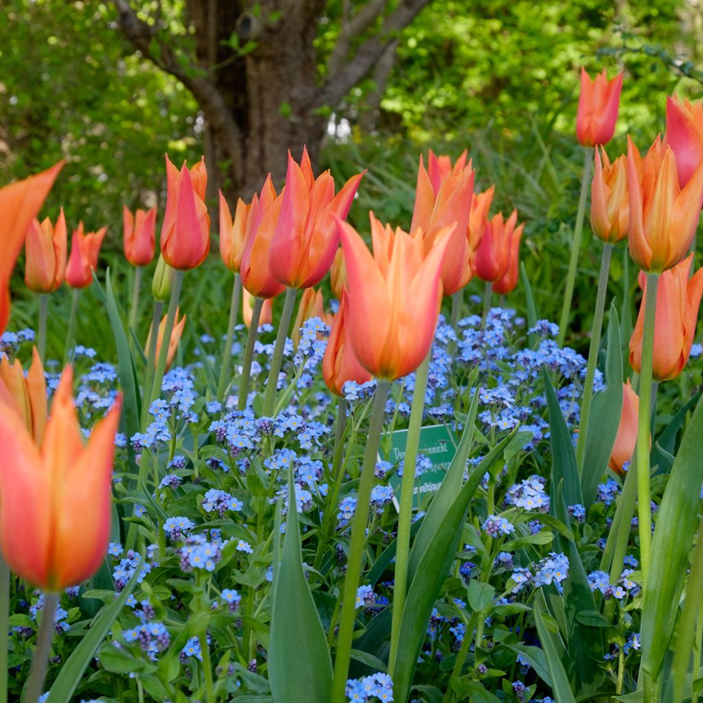 Tulipe fleur de lys orange