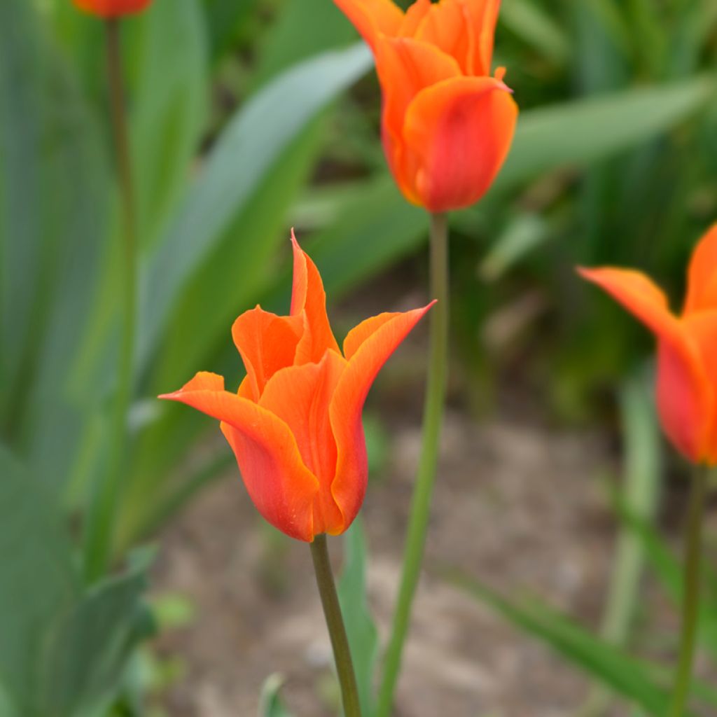 Tulipe fleur de lys orange