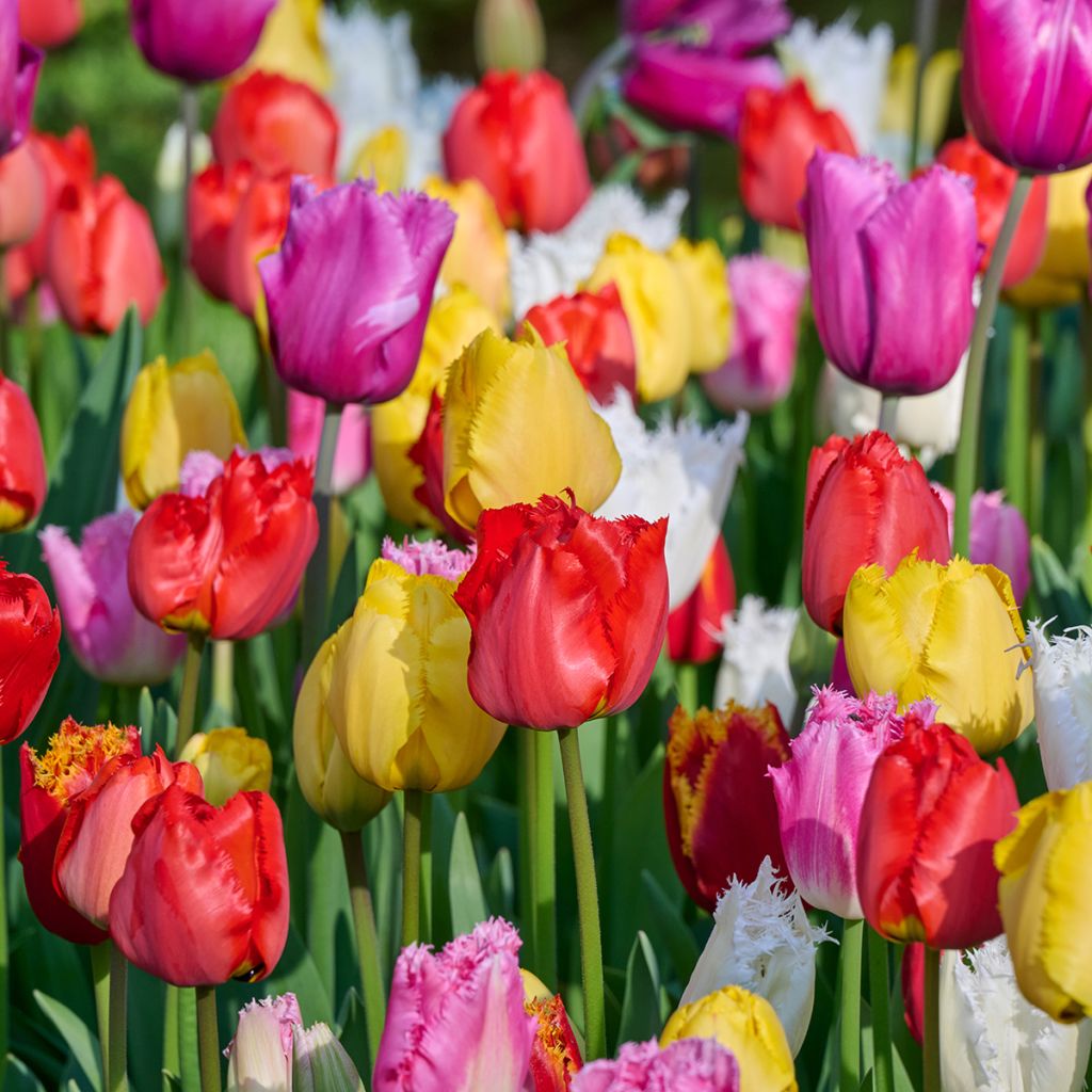 Tulipe frangée en mélange