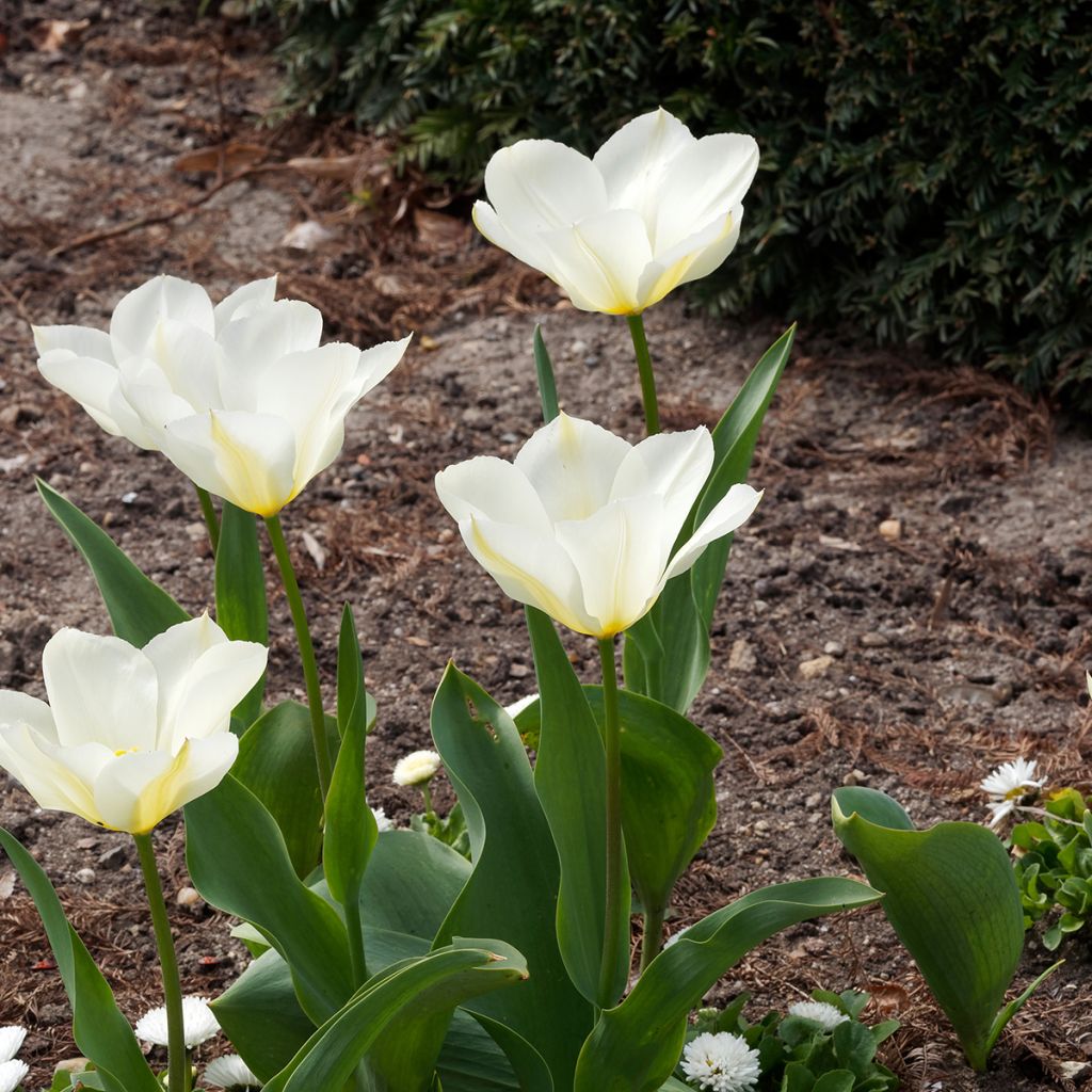Tulipe à longue tige blanche