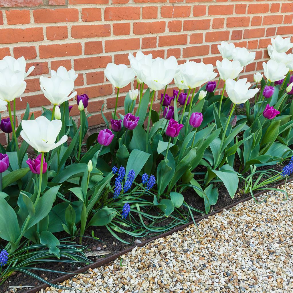 Tulipe à longue tige blanche