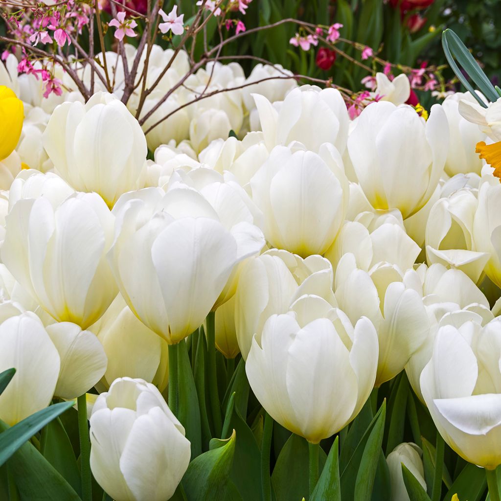 Tulipe à longue tige blanche