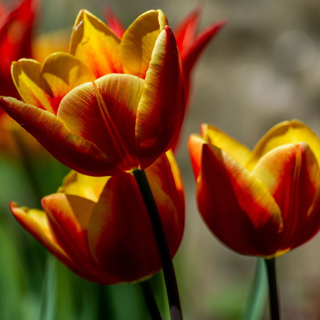 Tulipe à longue tige brun-jaune