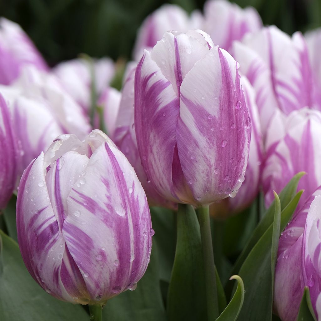 Tulipe à longue tige flammée violet-blanc