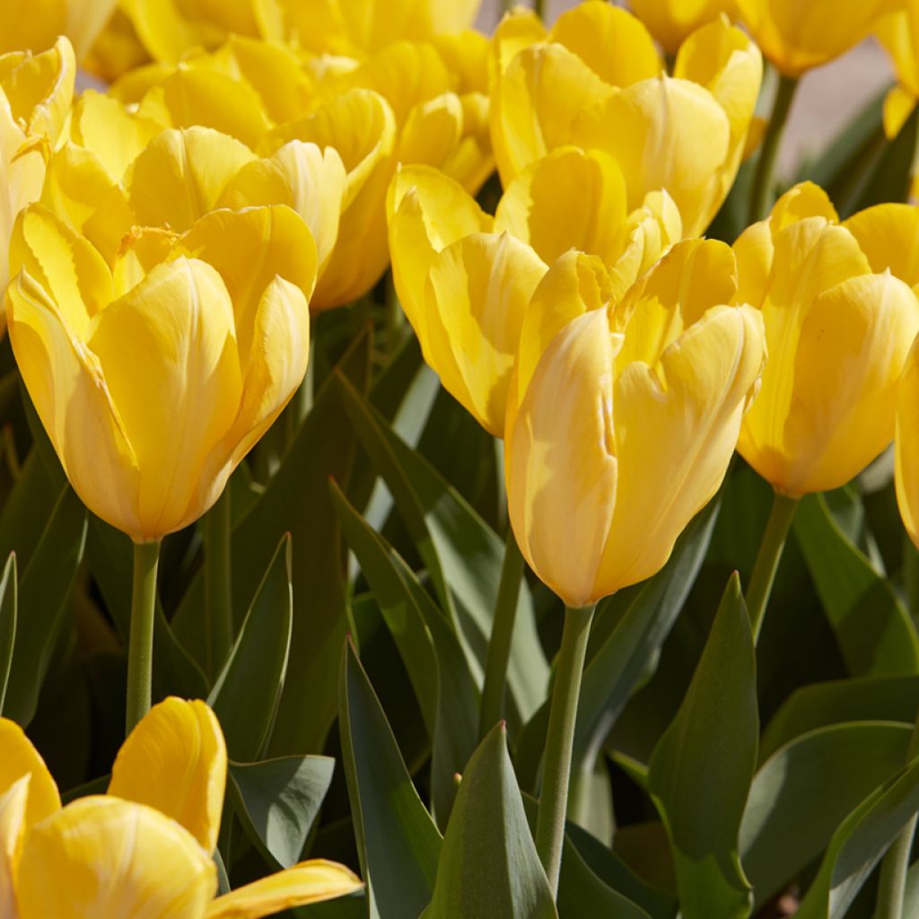 Tulipe à longue tige jaune