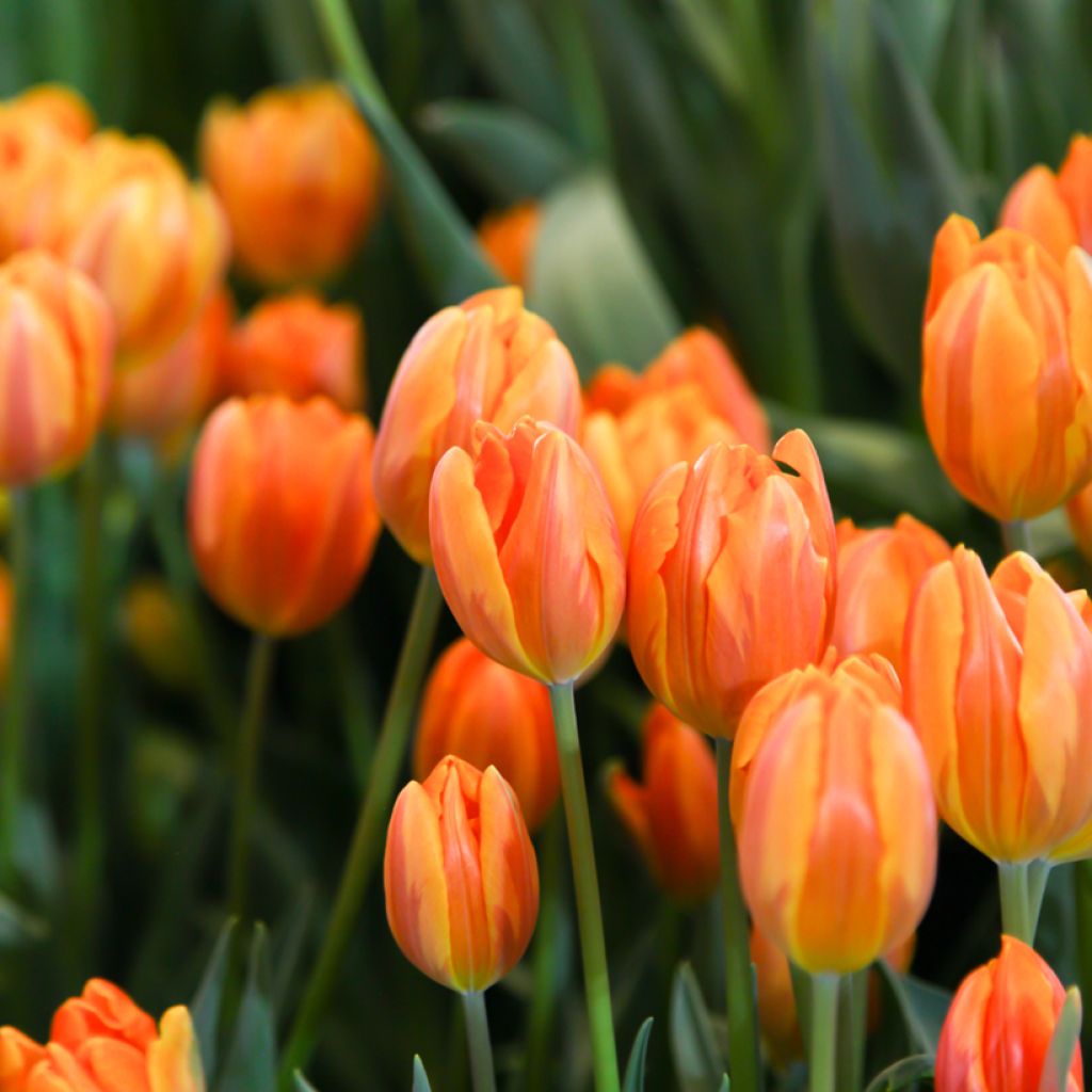 Tulipe à longue tige orange
