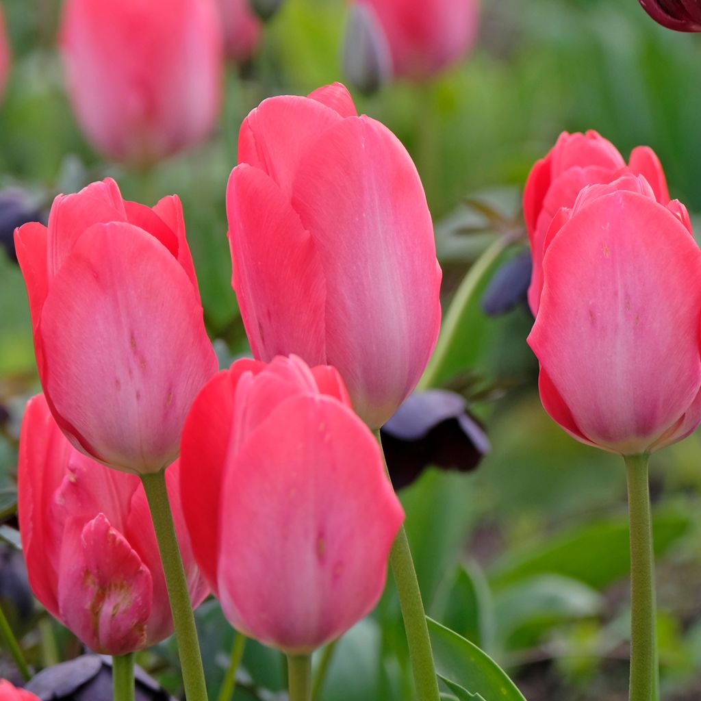 Tulipe à longue tige rose