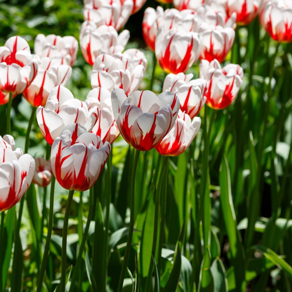Tulipe à longue tige rouge-blanc